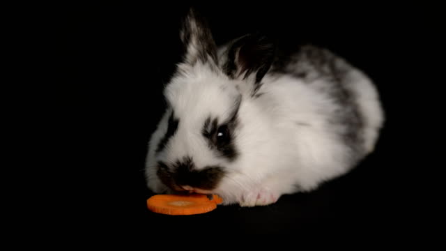 Kaninchen-oder-Hase-auf-schwarzem-Hintergrund
