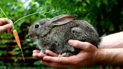 rabbit-feeding-animal