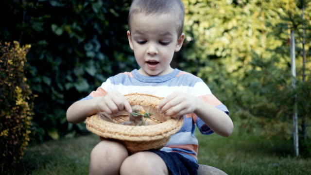 footage-farm-boy-holding-a-small-chick-in-the-hands-outdoor.
