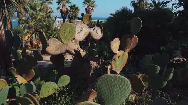 Selva-de-cactus-tropical-en-el-jardín-de-la-ciudad,-vista-de-cerca-en-verano