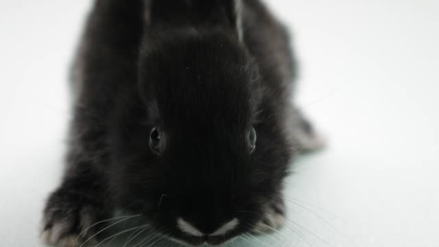 Das-schwarze-Kaninchen-winkt-in-die-Kamera