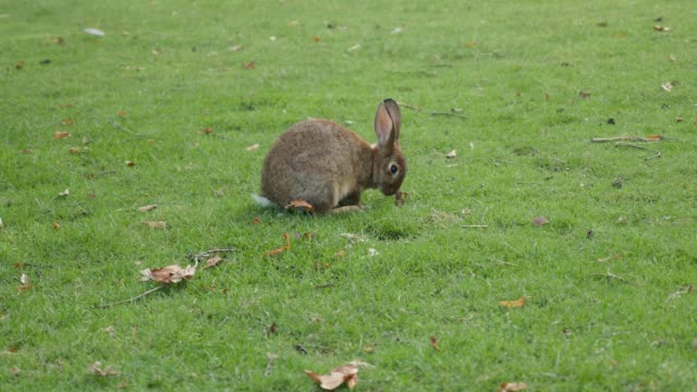 Bunny-eating-grass-in-the-field-and-relaxing-in-natural-environment-4K-2160p-UltraHD-footage---Hare-playing-in-the-grass-4K-3840X2160-UHD-video