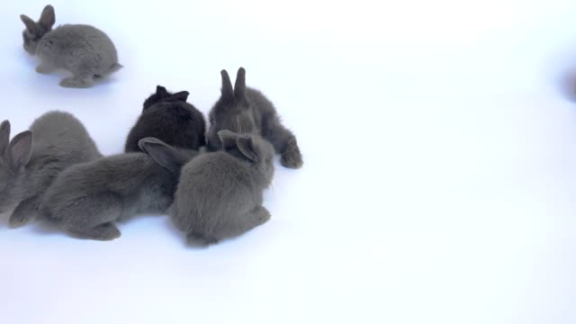Lovely-twenty-days-rabbits-on-white-background