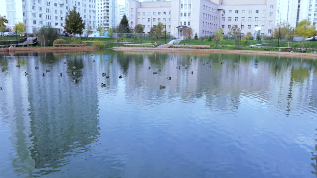 Pond-in-the-city-park