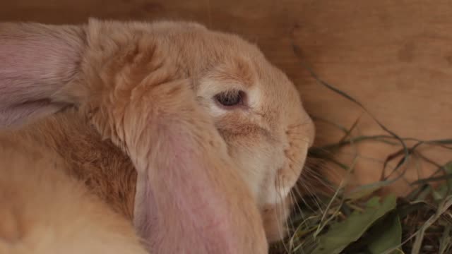 Beige-Farbe-Kaninchen-in-einem-Käfig