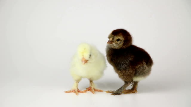 Kleine-süße-Hühnerküken-auf-weißem-Hintergrund