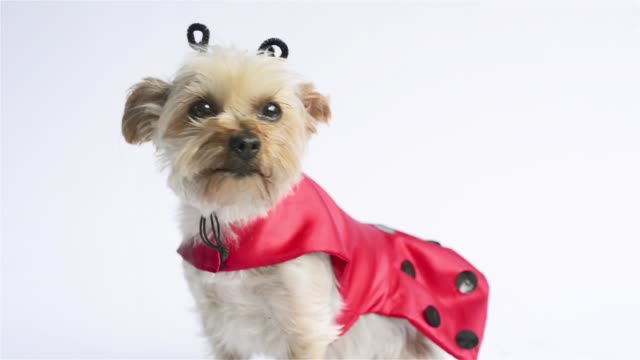 Ladybug-costume-Yorkie-(Closeup)