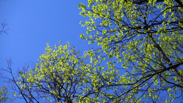 Hojas-del-roble-joven-balanceándose-en-los-árboles-contra-el-cielo-azul