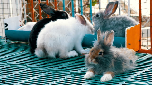 Many-colored-fluffy-rabbit-in-zoo-cage.-Tiger-Park-Pattaya.-Thailand