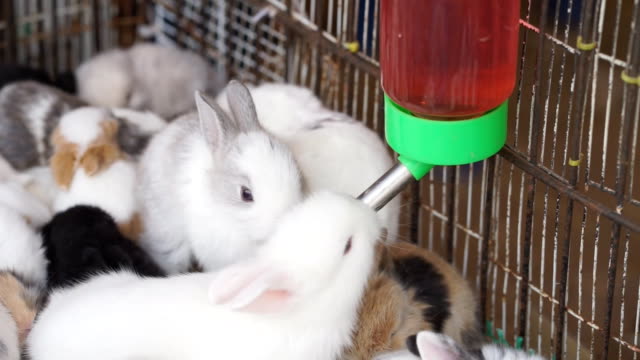 little-rabbits-drink-water-in-the-cage