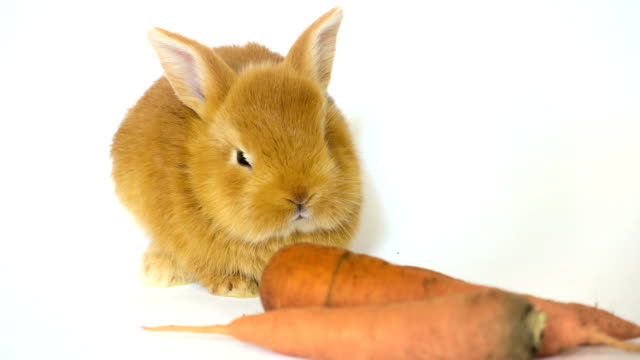 rotes-Kaninchen-mit-der-Karotte-sitzt-auf-einem-weißen-Hintergrund