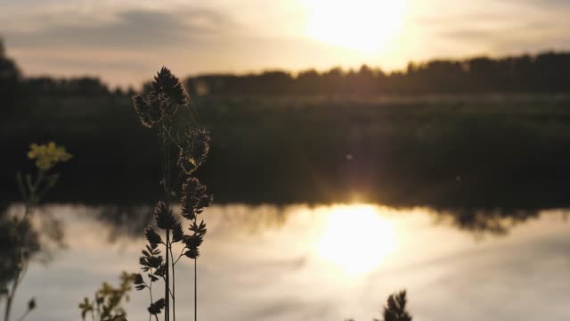 Sunset---sunset-in-the-sky-and-its-reflection-in-the-watery-surface-of-the-river.-Summer-evening.-inflorescence-of-grass-in-the-foreground