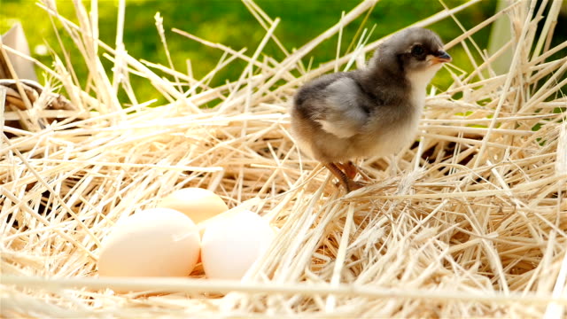 A-little-chick-in-a-nest-with-eggs.-Green-background-with-grass