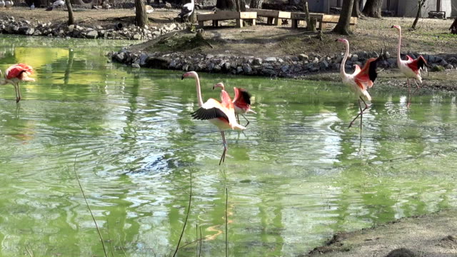 Herde-von-Flamingos,-die-auf-das-Wasser-im-See