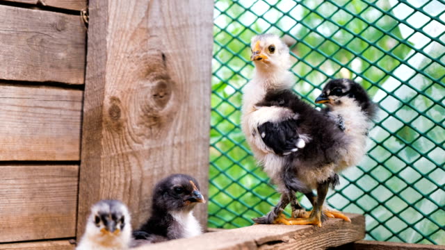 Kleine-Hühner-in-einem-Käfig-auf-einem-Bauernhof-hautnah-zu-leben.-Haushalt