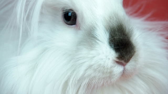 White-fluffy-rabbit-close-up.