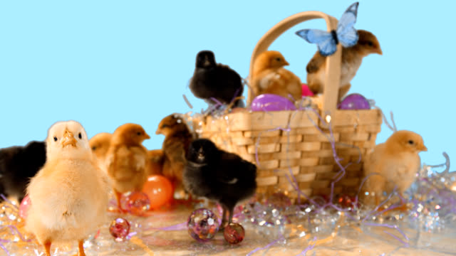 Niedlichen-Küken-in-und-um-Osterkorb-und-Easter-eggs