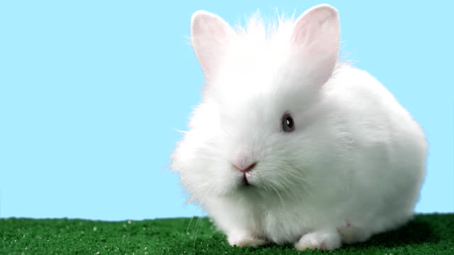 Bunny-on-green-carpet-looks-up-at-the-camera-with-curiosity