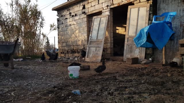 Pollo-y-patos-comiendo-en-una-antigua-casa-de-campo
