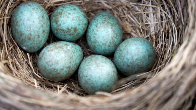 Thrush's-nest-with-six-blue-eggs-close-up-in-spring.-Slow-motion