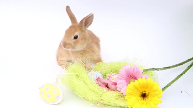 ein-dunkles-weißes-Kaninchen,-ein-Kaninchen,-das-eine-Blume-isst,-ein-rotes-Kaninchen,-ein-weißes-Kaninchen,-Tier,-Hase,-niedlich,-Haustier,-klein