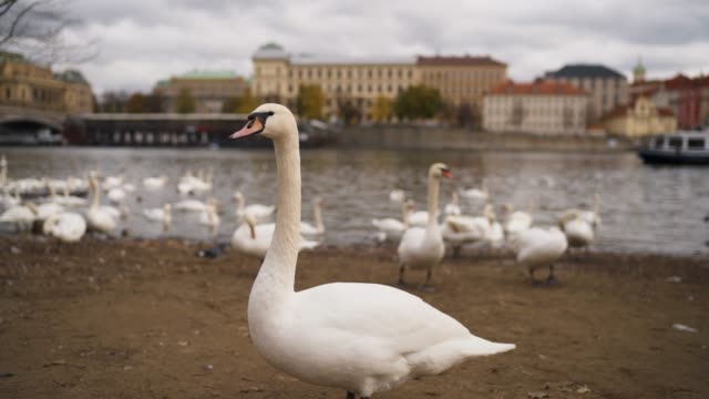 Swans-on-the-banks-of-the-Vltava-in-Prague