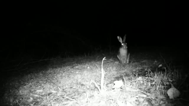 Europäischer-Hase-(Lepus-Europaeus)-Springen-und-riechen-das-Gras-in-der-Nacht