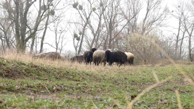 Flock-of-sheep-rest-in-farmer's-field
