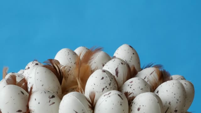 Clearing-quail-eggs.