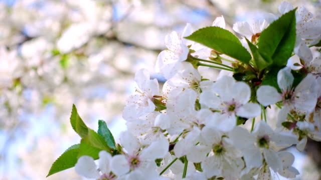 flores-de-cerezo-de-cerca-en-el-jardín-del-sol