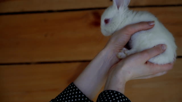 Conejo-blanco.-Manos-sosteniendo-un-conejo-blanco
