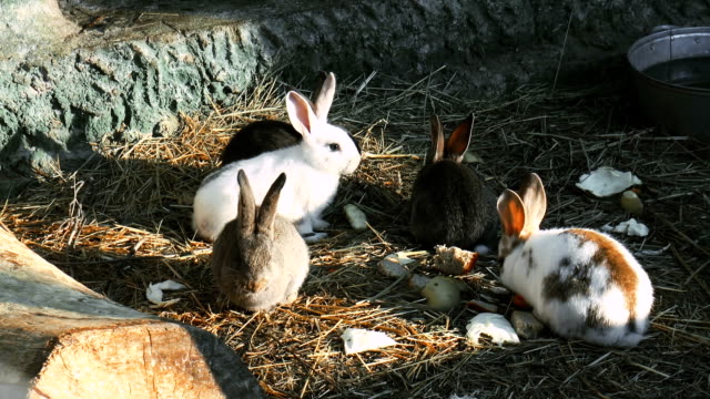 Rabbits-eat-grass