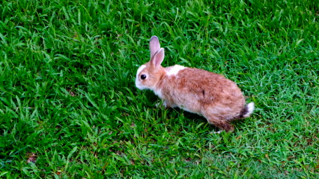 Lindo-conejo-marrón-comiendo-hierba-en-el-bosque-de-Tailandia,-UHD-4K-video