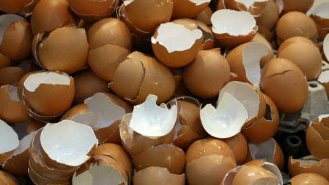 Egg-shells