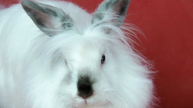 Un-hermoso-conejo-blanco.