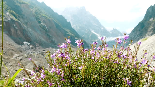 Wildblumen-vor-dem-Hintergrund-einer-Landschaft-Bergsommer-wiegen-sich-im-wind