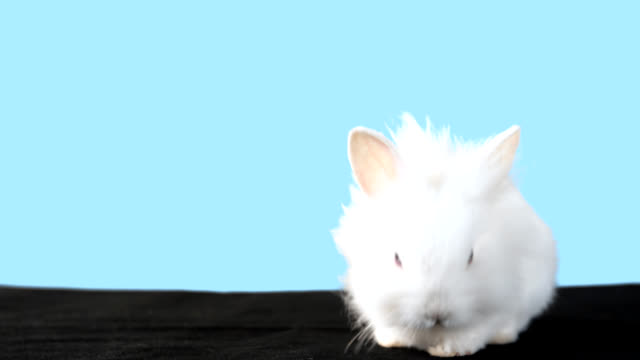 Bunny-Bräutigam-selbst-durch-lecken