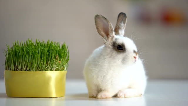 Adorable-fluffy-bunny-sitting-on-table-near-green-plant,-herbal-pet-nutrition