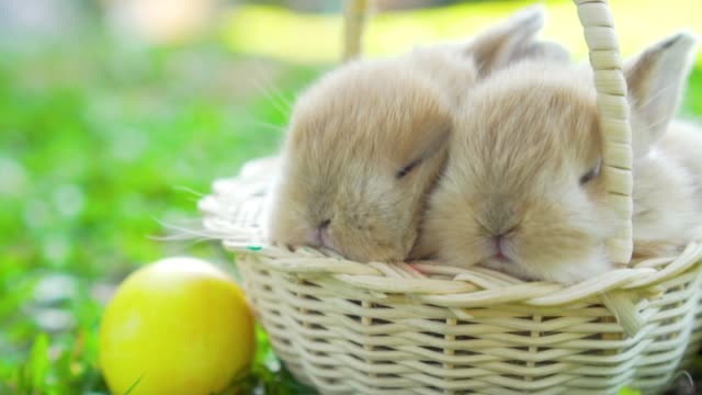 Little-Brown-conejitos-de-Pascua-Holanda-Lop-durmiendo-en-la-cesta-de-mimbre.