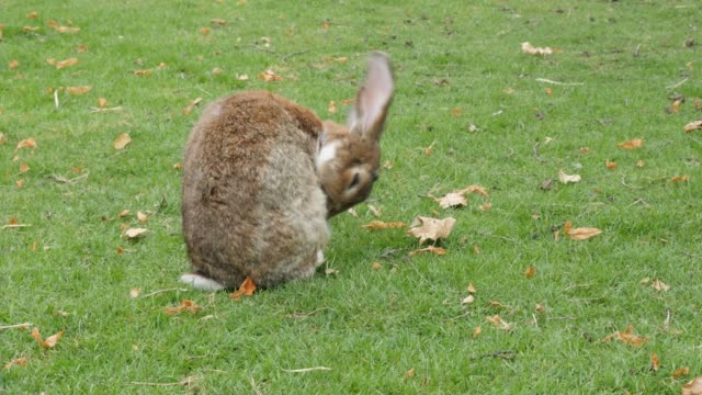 Hare-Reinigung-ihn-selbst-im-Freien-im-Feld-4K