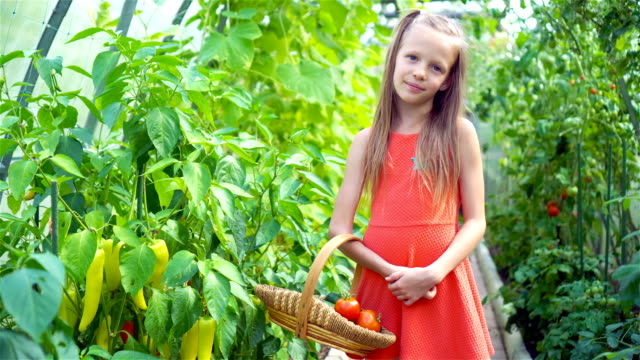 Niedliches-kleines-Mädchen-sammelt-Ernte-Gurken-und-Tomaten-im-Gewächshaus