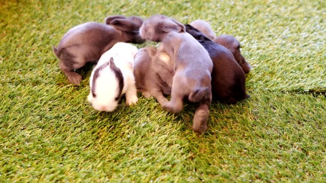 Eleven-days-lovely-baby-rabbits-on-artificial-green-grass