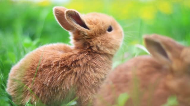 Rote-Kaninchen-fressen-Gras-in-den-Dickicht-der-Löwenzahn