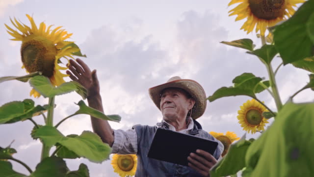 Un-agricultor-senior-fotografía-girasoles-y-semillas-de-girasol-en-una-tableta-para-su-análisis.-Tecnologías-modernas-en-el-negocio-agrícola.