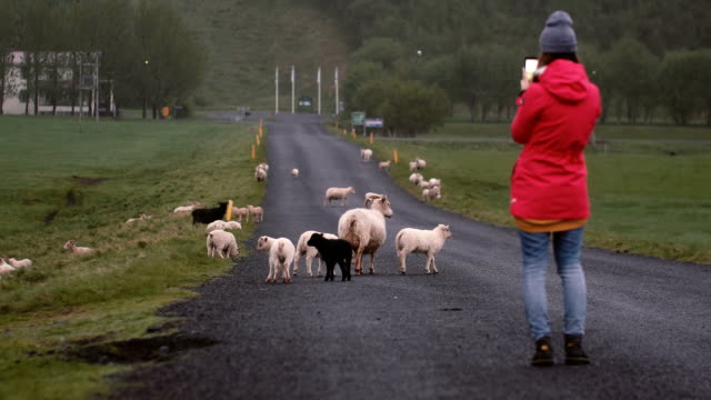Vista-posterior-de-una-mujer-joven-de-pie-en-el-camino-y-tomar-fotos-de-ovejas-que-pastan-en-el-campo-o-smartphone