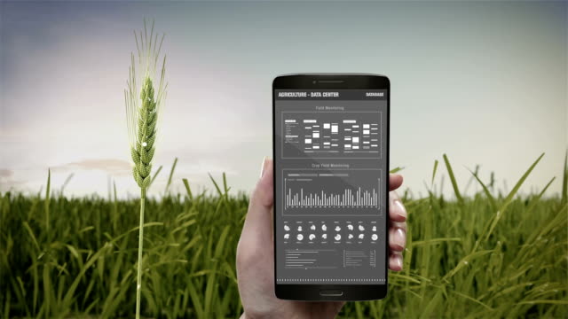 Análisis-cultivo-de-cebada-en-teléfonos-móviles.--campo-de-cebada-verde,-datos-en-agricultura-inteligente-Smart-farming,-internet-de-las-cosas.-4-º-Revolución-Industrial.