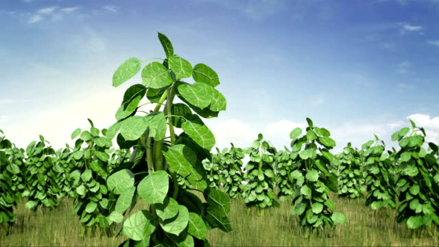 Smart-agriculture-windy-plant-green-field.