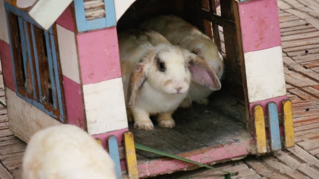 Adorable-family-bunny-in-a-big-wood-cage-at-farm-house.Slow-motion