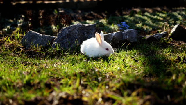 Conejito-de-Pascua-blanco-sobre-la-hierba