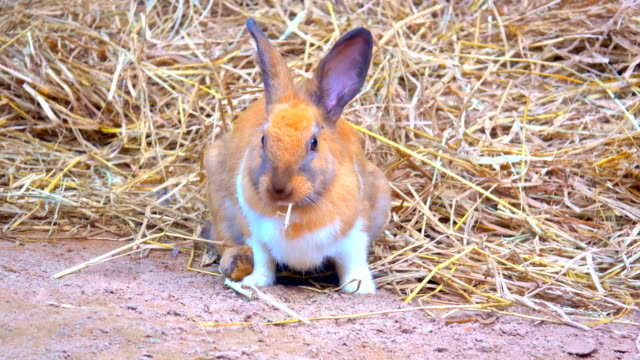 Rabbit-on-ground,-Brow-rabbit-eating-grass